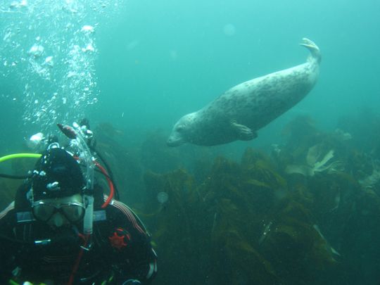 Farne Islands